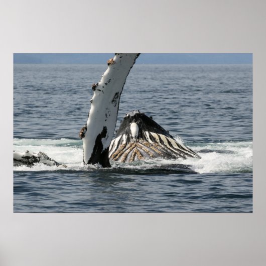 Humpback Whale Poster (Voorkant)