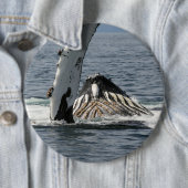 Humpback Whale Ronde Button 6,0 Cm (In situ)