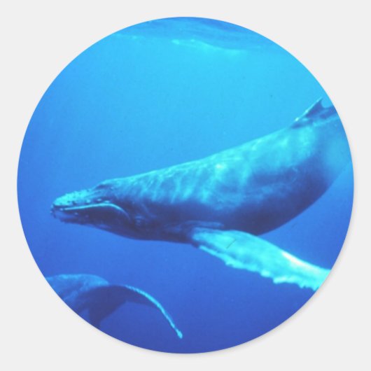 Humpback Whale Ronde Sticker (Voorkant)