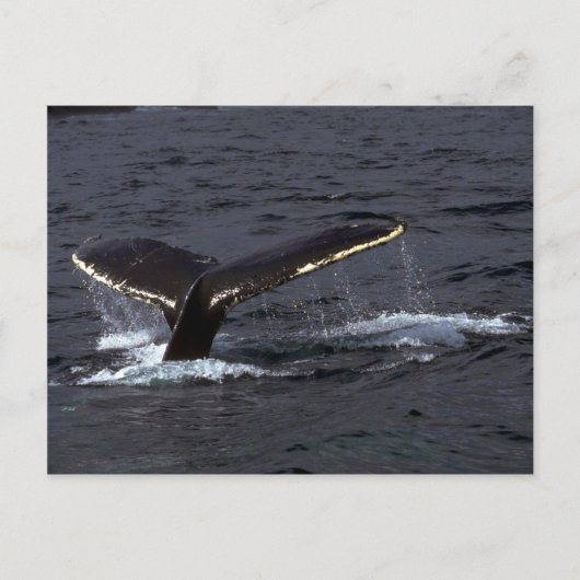 Humpback Whale Sounding (Tail Flukes)/Ghear Briefkaart (Voorkant)