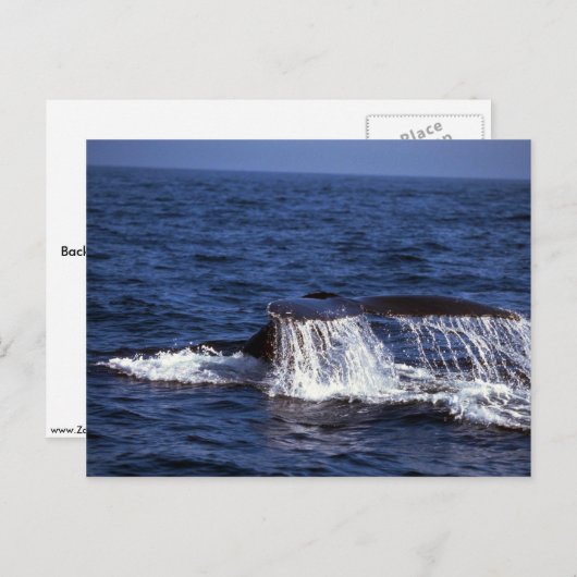 Humpback Whale Sounding (Til Flukes) Briefkaart (Voorkant / Achterkant)