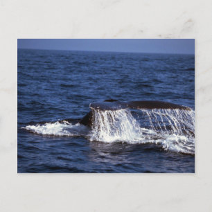 Humpback Whale Sounding (Til Flukes) Briefkaart