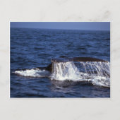 Humpback Whale Sounding (Til Flukes) Briefkaart (Voorkant)