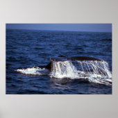 Humpback Whale Sounding (Til Flukes) Poster (Voorkant)