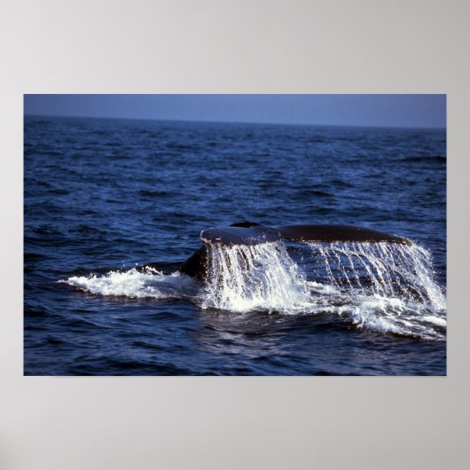 Humpback Whale Sounding (Til Flukes) Poster (Voorkant)
