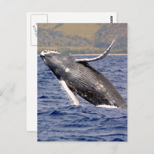 Humpback Whale Splashing Briefkaart (Voorkant / Achterkant)