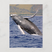 Humpback Whale Splashing Briefkaart (Voorkant)