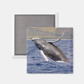 Humpback Whale Splashing Magneet (Voorkant / Achterkant)