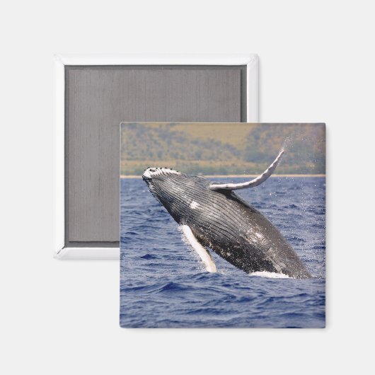 Humpback Whale Splashing Magneet (Voorkant / Achterkant)