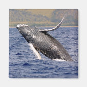 Humpback Whale Splashing Magneet (Voorkant)