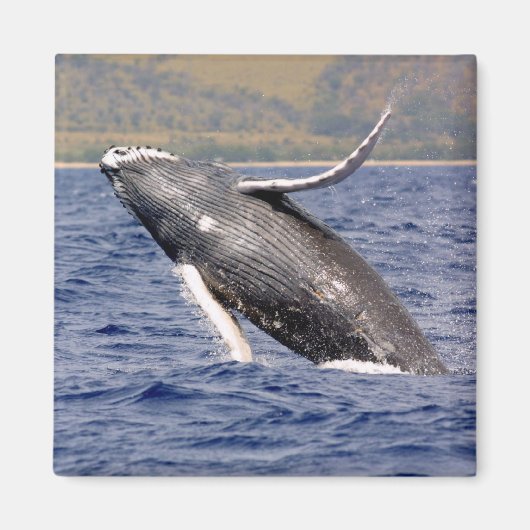 Humpback Whale Splashing Magneet (Voorkant)