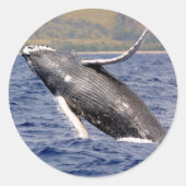 Humpback Whale Splashing Ronde Sticker (Voorkant)