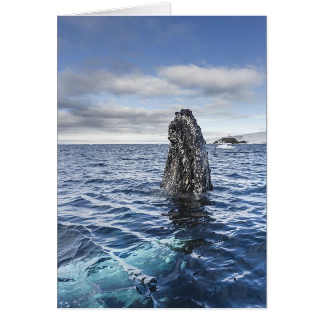 Humpback Whale Spyhops | Hope Bay, Antarctica (Voorkant)