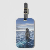 Humpback Whale Spyhops | Hope Bay, Antarctica Bagagelabel (Voorkant (verticaal))