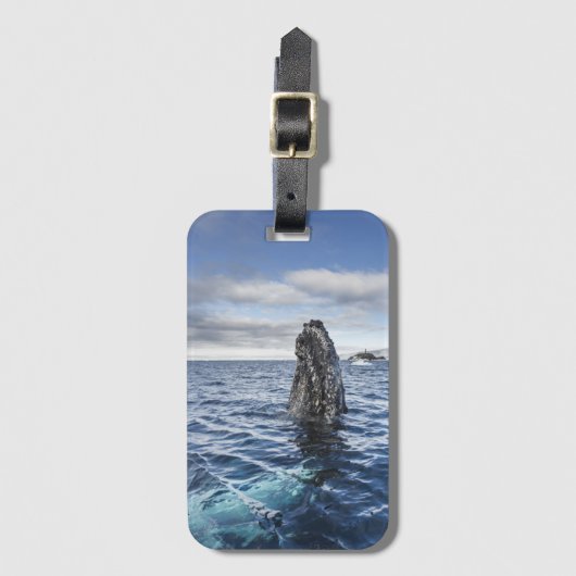 Humpback Whale Spyhops | Hope Bay, Antarctica Bagagelabel (Voorkant (verticaal))