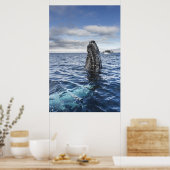 Humpback Whale Spyhops | Hope Bay, Antarctica Poster (Keuken)