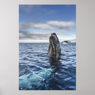 Humpback Whale Spyhops Hope Bay, Antarctica Poster