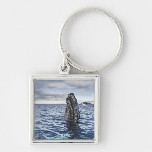 Humpback Whale Spyhops | Hope Bay, Antarctica Sleutelhanger (Voorkant)