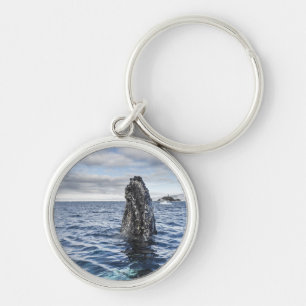 Humpback Whale Spyhops Hope Bay, Antarctica Sleutelhanger