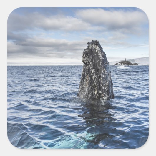 Humpback Whale Spyhops | Hope Bay, Antarctica Vierkante Sticker (Voorkant)
