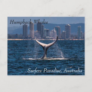 Humpback Whale Tail Bot van Surfers Paradiaal Briefkaart