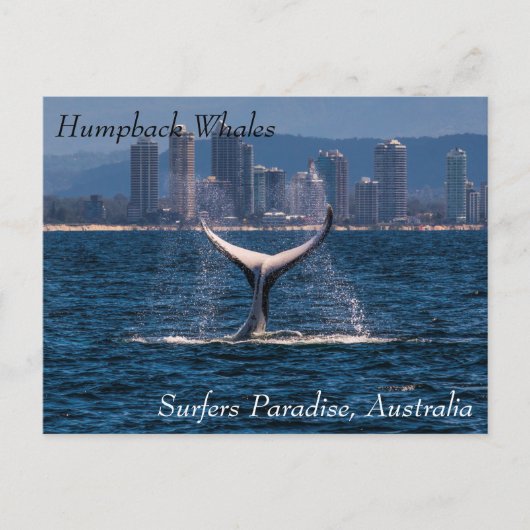 Humpback Whale Tail Bot van Surfers Paradiaal Briefkaart (Voorkant)