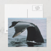 Humpback Whale Tail Briefkaart (Voorkant / Achterkant)