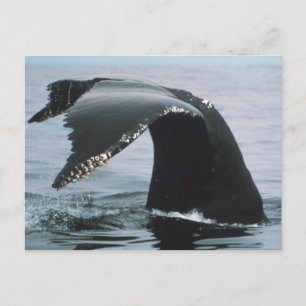 Humpback Whale Tail Briefkaart