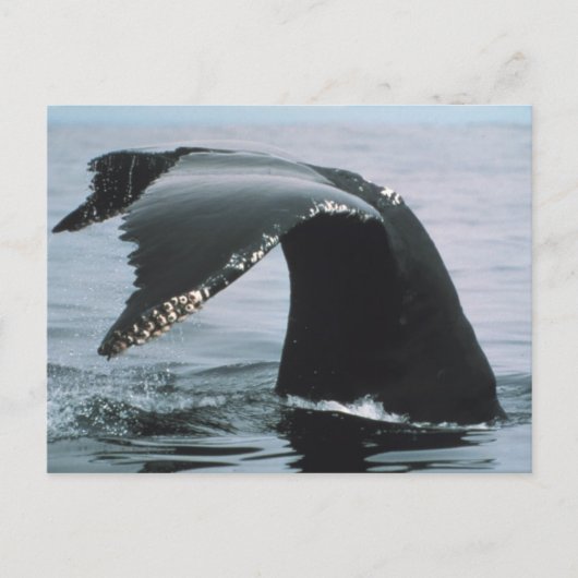 Humpback Whale Tail Briefkaart (Voorkant)