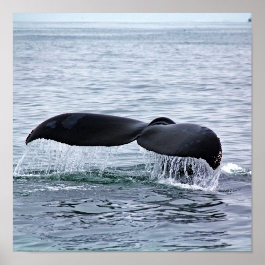 Humpback Whale Tail Fluke in Monterey Bay Poster (Voorkant)