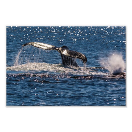 Humpback Whale Tail Fluke Photo Print Foto Afdruk (Voorkant)