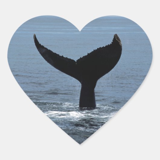Humpback whale tail hart sticker (Voorkant)