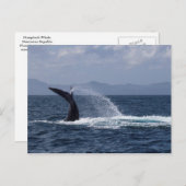 Humpback Whale Tail Splash Briefkaart (Voorkant / Achterkant)