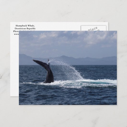 Humpback Whale Tail Splash Briefkaart (Voorkant / Achterkant)