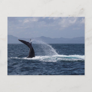 Humpback Whale Tail Splash Briefkaart