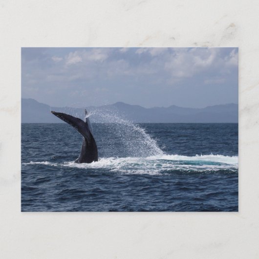 Humpback Whale Tail Splash Briefkaart (Voorkant)