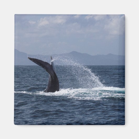 Humpback Whale Tail Splash Magneet (Voorkant)
