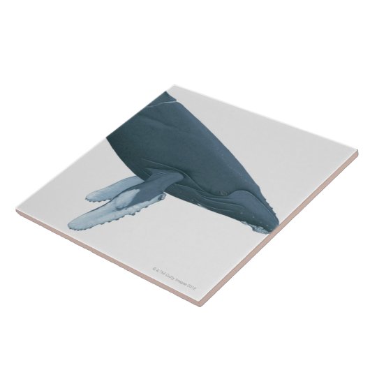 Humpback Whale Tegeltje (Zijkant)