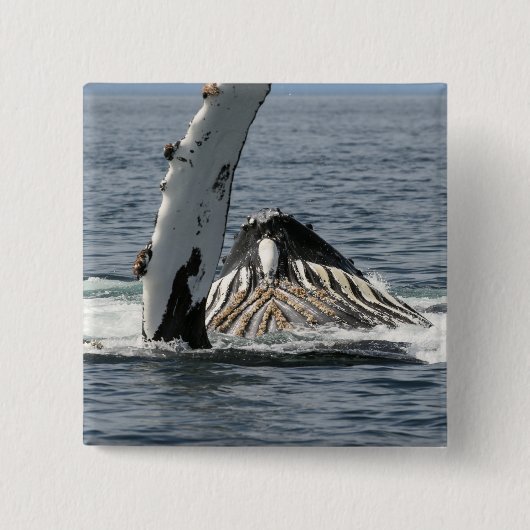Humpback Whale Vierkante Button 5,1 Cm (Voorkant)