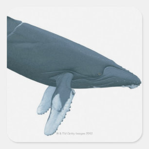 Humpback Whale Vierkante Sticker