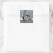 Humpback Whale Vierkante Sticker (Tas)