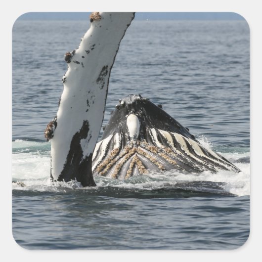 Humpback Whale Vierkante Sticker (Voorkant)