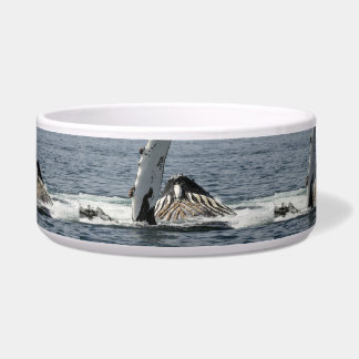 Humpback Whale Voerbakje