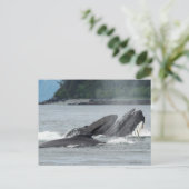 Humpback Whales Briefkaart (Staand voorkant)