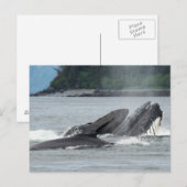 Humpback Whales Briefkaart (Voorkant / Achterkant)