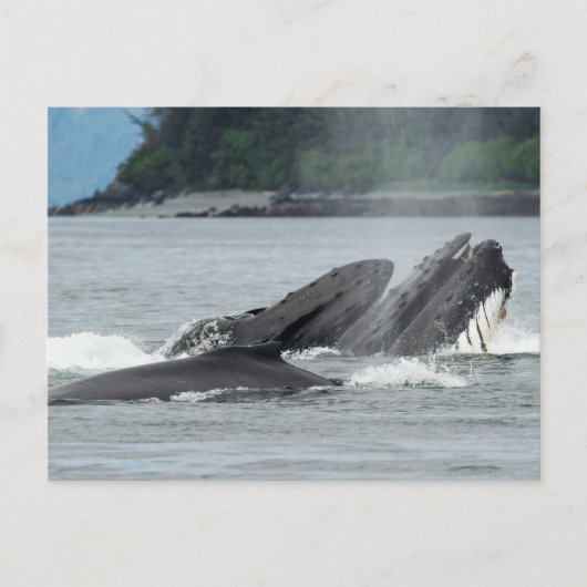 Humpback Whales Briefkaart (Voorkant)
