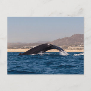 Humpback Whales Briefkaart