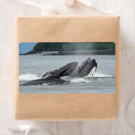 Humpback Whales Etiket (Insitu)