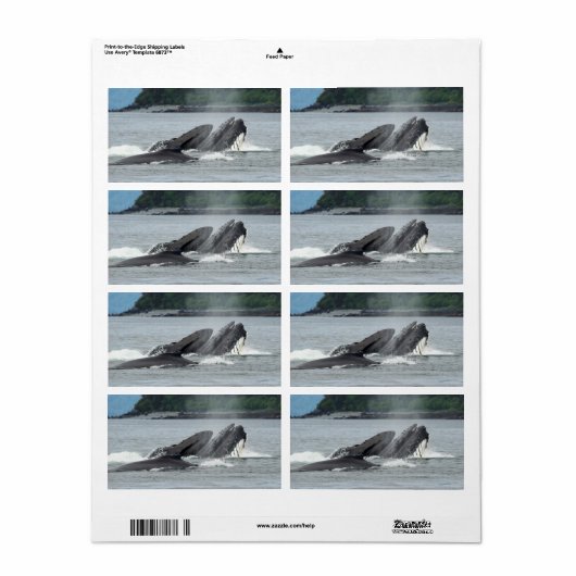 Humpback Whales Etiket (Full Sheet)