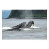 Humpback Whales Foto Afdruk (Voorkant)